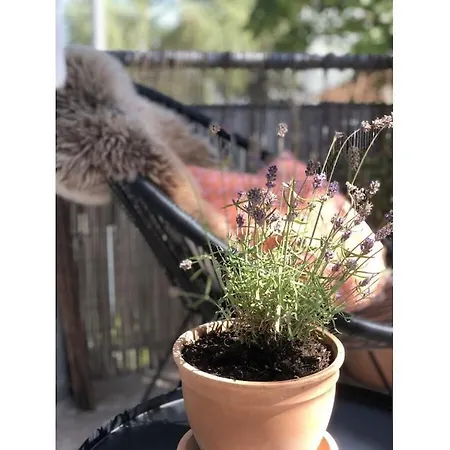 Vakantiehuis Domilia Comfortable Owingen