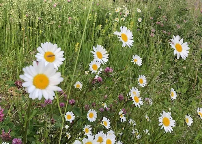 Domilia Comfortable Tatil Evi *